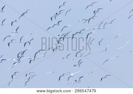 Flying Seagulls, Flock Of Seagulls In Flight