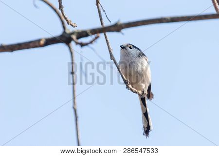 Long-tailed Tit On Branch (aegithalos Caudatus) Cute Little Bird