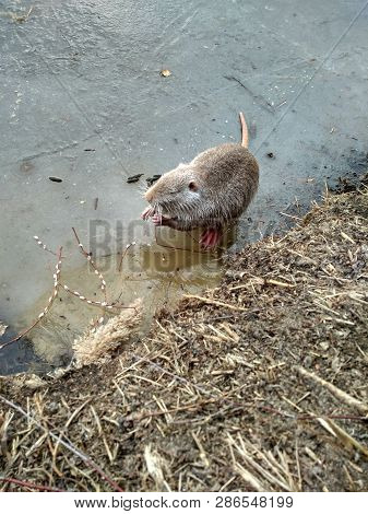 Nutria Eats On Ice. Funny Winter Photo Of Nutria.