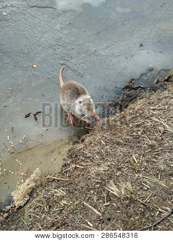 Nutria Eats On Ice. Funny Winter Photo Of Nutria.