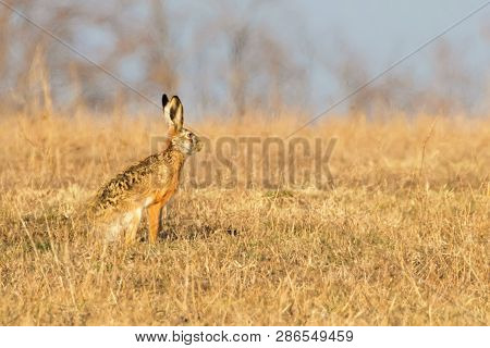 European Brown Hare (lepus Europeaus) Hiding In Field Spring Time