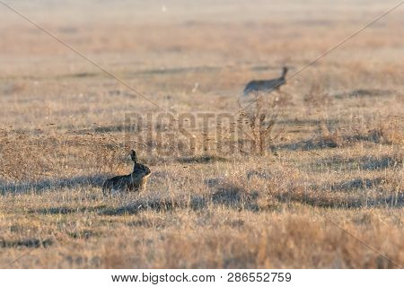 European Brown Hare (lepus Europeaus) Hiding In Field Spring Time