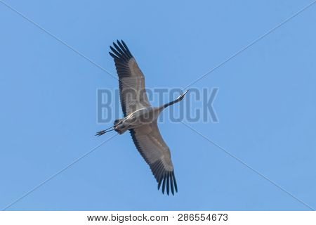 Common Crane In Flight Blue Skies (grus Grus) Migration