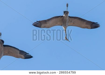 Common Crane In Flight Blue Skies (grus Grus) Migration