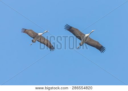 Common Cranes In Flight Blue Skies, (grus Grus) Migration