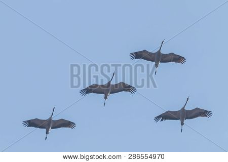 Flying Flock Of Common Crane (grus Grus) In Flight Blue Skies, Migration