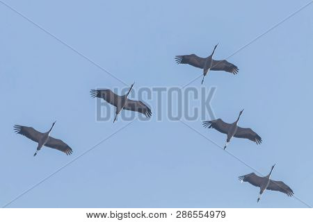 Flying Flock Of Common Crane (grus Grus) In Flight Blue Skies, Migration