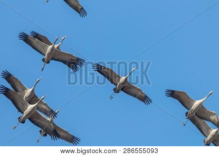 Flying Flock Of Common Crane (grus Grus) In Flight Blue Skies, Migration