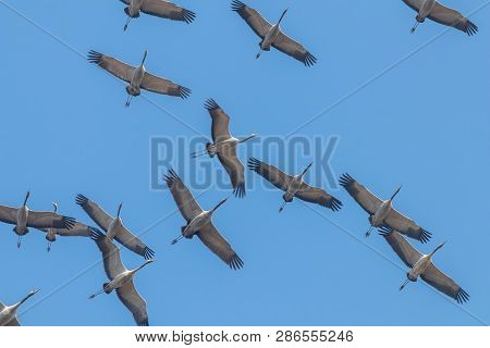 Flying Flock Of Common Crane (grus Grus) In Flight Blue Skies, Migration