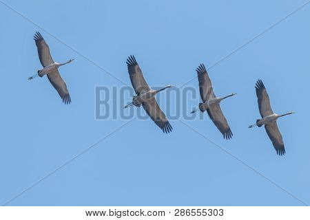 Common Cranes In Flight Blue Skies, (grus Grus) Migration