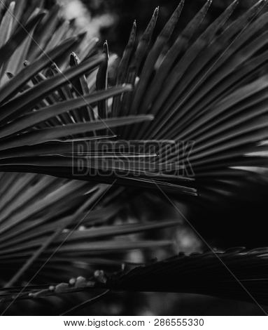 Black and white dwarf palmetto leaves
