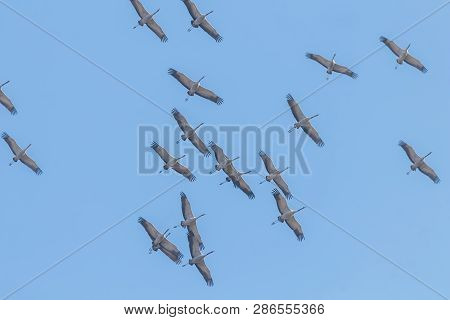Flying Flock Of Common Crane (grus Grus) In Flight Blue Skies, Migration