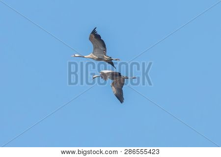 Common Cranes In Flight Blue Skies, (grus Grus) Migration