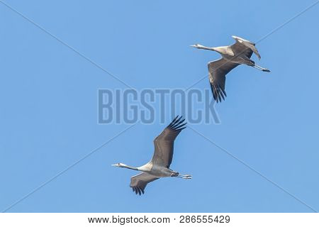 Common Cranes In Flight Blue Skies, (grus Grus) Migration