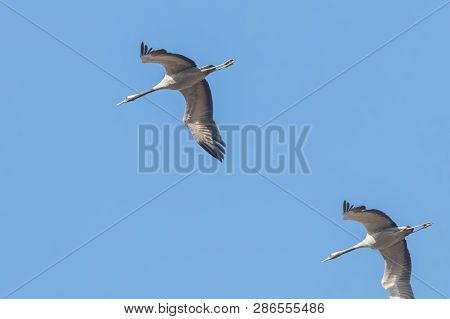Common Cranes In Flight Blue Skies, (grus Grus) Migration