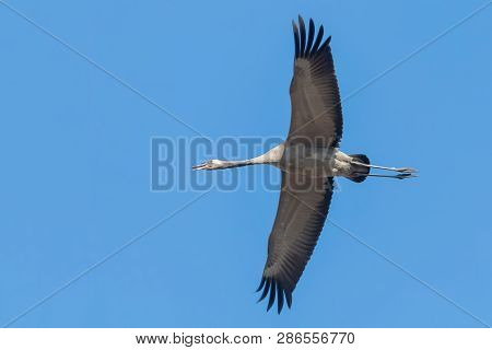 Common Crane In Flight Blue Skies (grus Grus) Migration