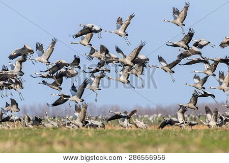 Flock Of Common Crane (grus Grus) In A Field, Migration