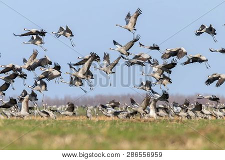 Flock Of Common Crane (grus Grus) In A Field, Migration