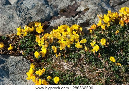 Birdsfoot Trefoil (lotus Corniculatus) Wild Irish Flowers