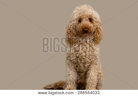 Cute Shaggy Dog On A Light Background. Sad Dog Sitting On A Flat Background Dog. Dog For Advertising