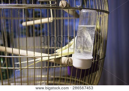 Bird Corella Parrot Nymphicus Sitting On Its Cage