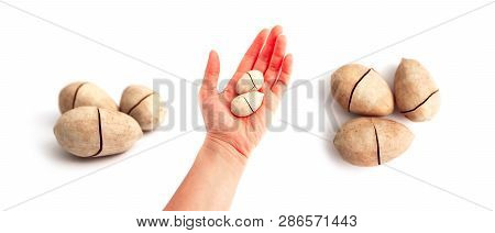 A Group Of Unpeeled Pecan Nuts, Cracked White Shell, Hold In A Female Hand, Isolated On White Backgr