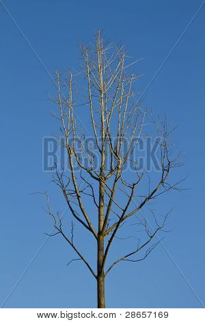 Starý strom v zimě
