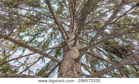 Spruce Crown Against The Blue Sky On A Clear Winter Day. Texture Of Tree Bark.