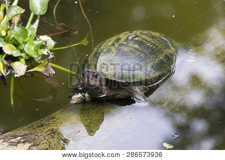 Beautiful Asian Water Turtle In Vietnam National Park