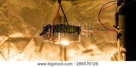 Professional Cree Led Matrix In Growing Marijuana.