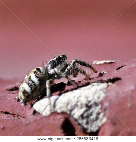 Salticus Scenicus, Zebra Jumping Spider On Red Window Sill