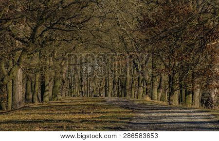 Path With Leaf Old Trees Near Rozmberk Pond In Winter Sunny Day