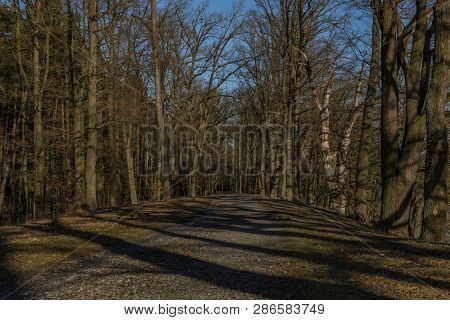 Path With Leaf Old Trees Near Rozmberk Pond In Winter Sunny Day