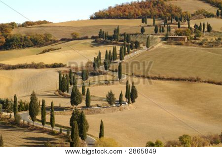 Cypresser i toscanske Landscpae