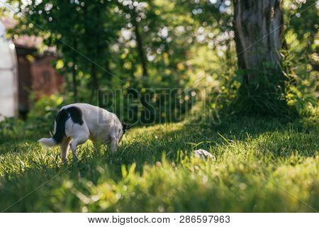 The Little Dog Chihuahua Playing Outside On The Grass Spring Lawn. Selective Focus Bokeh Background.