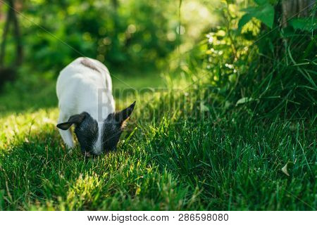 The Little Dog Chihuahua Sniffs The Grass Dropping Its Muzzle Deep Into The Lawn. Selective Focus Bo