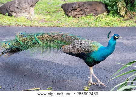 Hawaii Oahu Blue Peacock In Makaha Valley