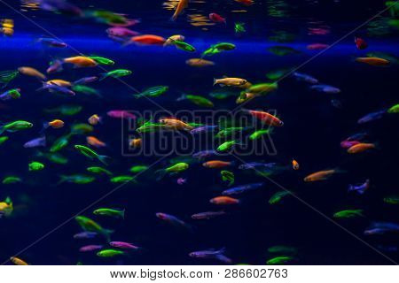 Nice Danio Glow Fish Freshwater Pets Aquarium River Mutation