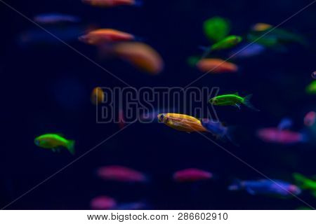 Nice Danio Glow Fish Freshwater Pets Aquarium River Mutation