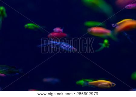 Nice Danio Glow Fish Freshwater Pets Aquarium River Mutation