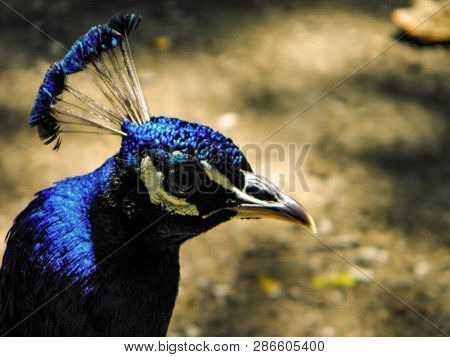 Peacock, Beautiful Graceful Bird, Peacock Profile With Bright Plumage, Beautiful Bird, Tropics, Hot 