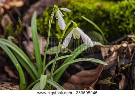 Snowdrop Spring Flowers.delicate Snowdrop Flower Is One Of The Spring Symbols .the First Early Snowd