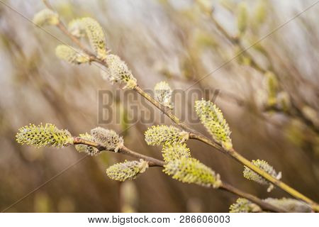 Spring Branch Of Willow With Buds.spring Background With Pussy-willow Branches With Catkins