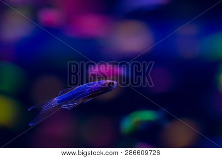 Nice Danio Glow Fish Freshwater Pets Aquarium River Mutation