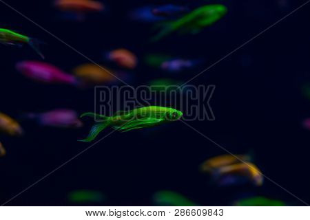 Nice Danio Glow Fish Freshwater Pets Aquarium River Mutation