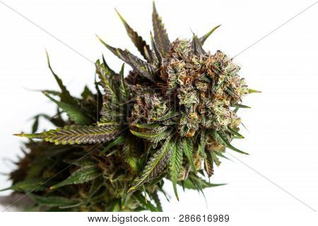 Harvesting Time For Cannabis