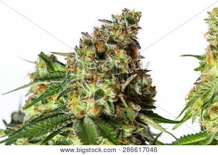 Harvesting Time For Cannabis