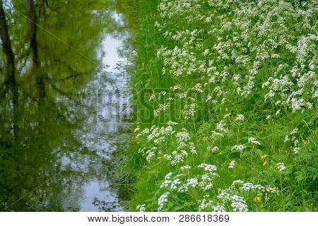 Small Canal With Running Water, Big Trees Reflection And Green Grass Sides In Old City Heusden, Nort