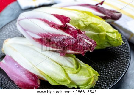 Group Of Fresh Green Belgian Endive Or Chicory And Red Radicchio Vegetables, Also Known As Witlof Sa