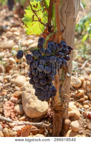 High Quality French Wine Production, Red Wine Ripe Grapes Plants Growing In  Chateauneuf De Papes, P